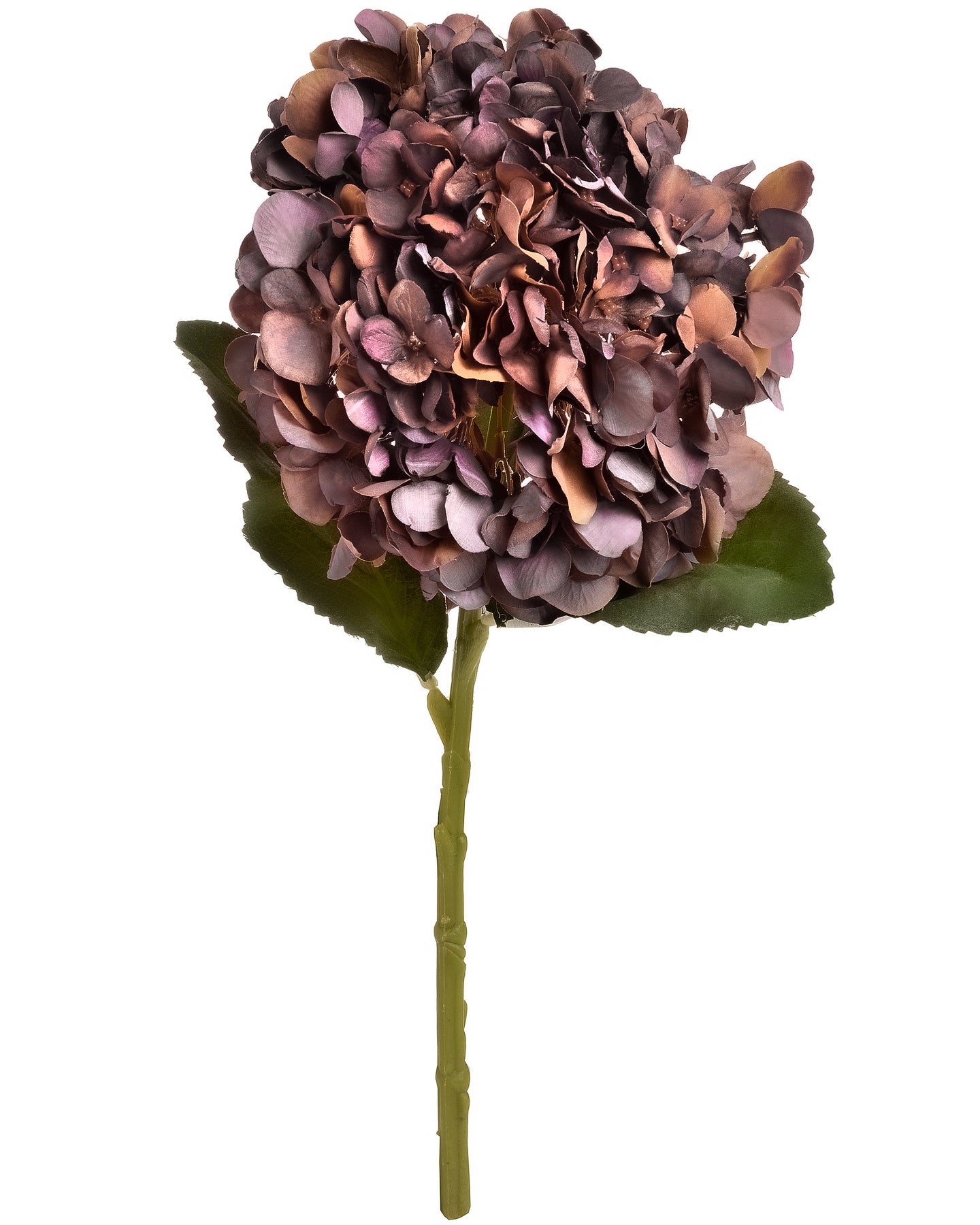 Coffee Hydrangea