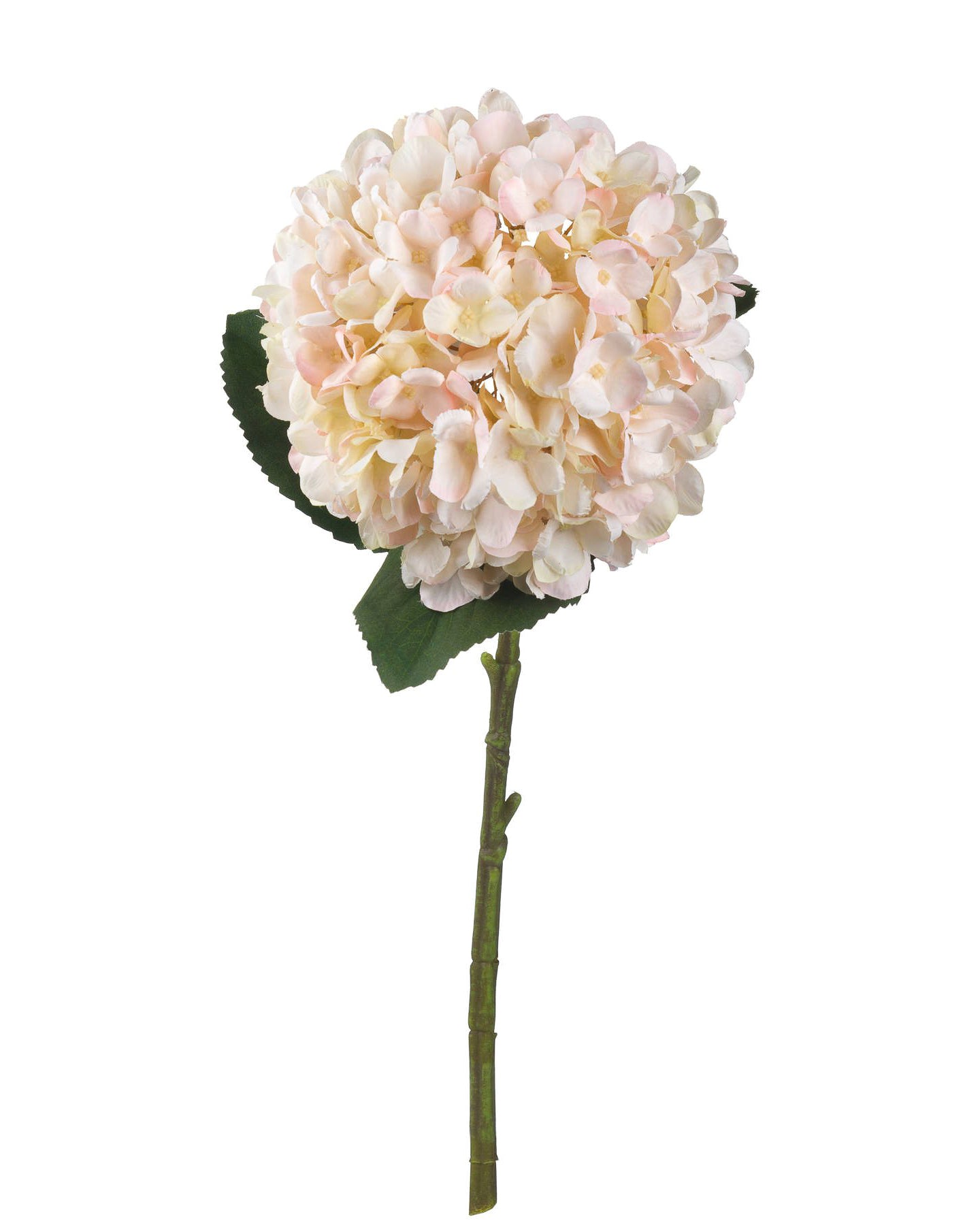 Blush Pink Hydrangea