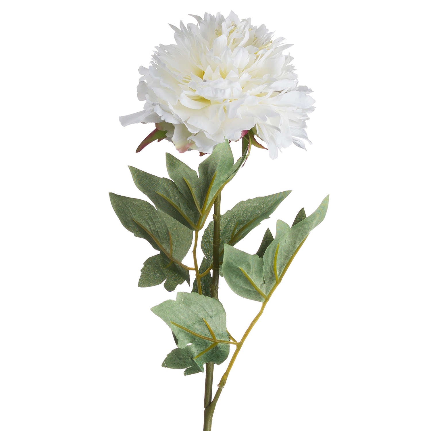 White Peony
