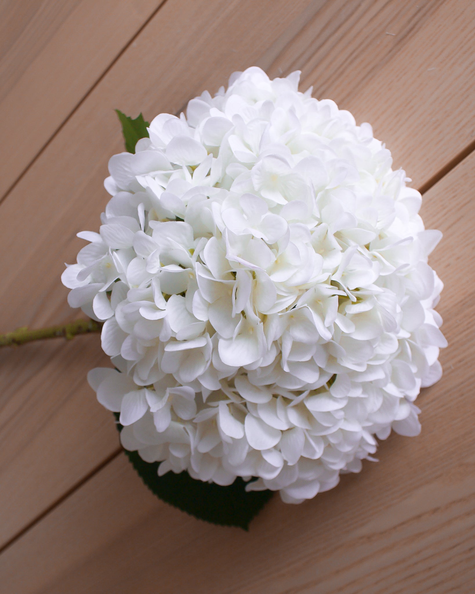 Large White Hydrangea