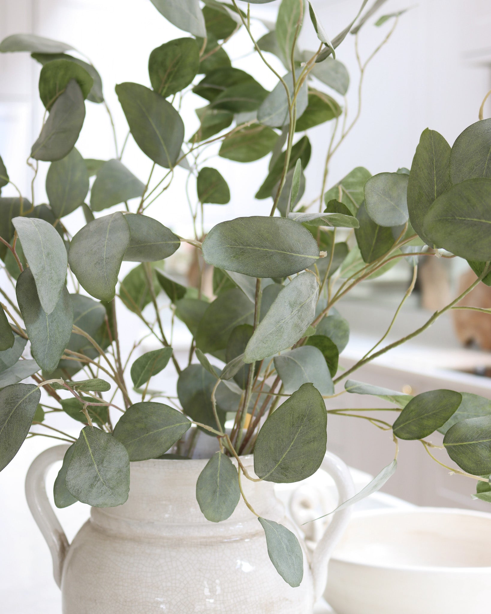 Silver Dollar Eucalyptus