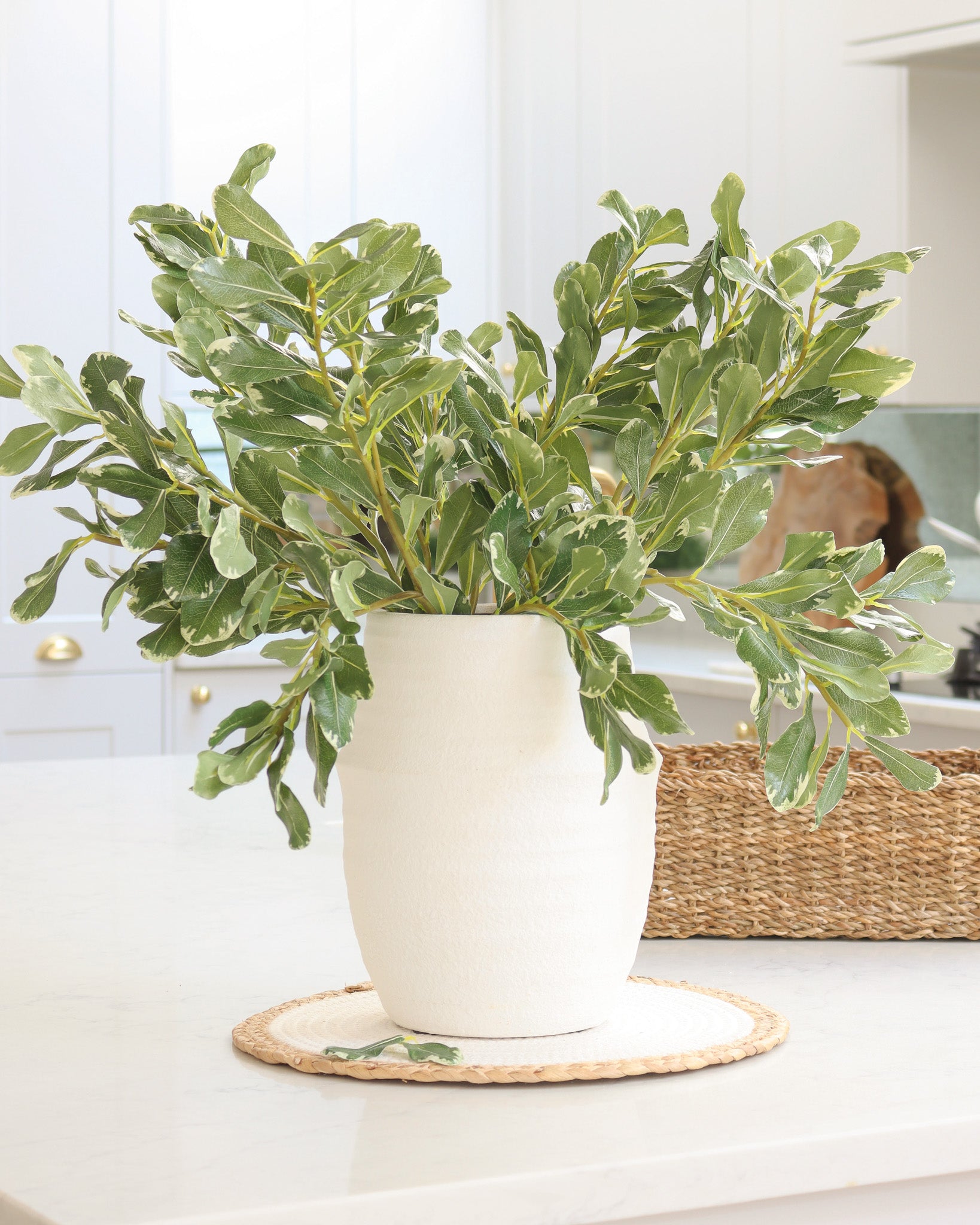 Variegated Green Pittosporum