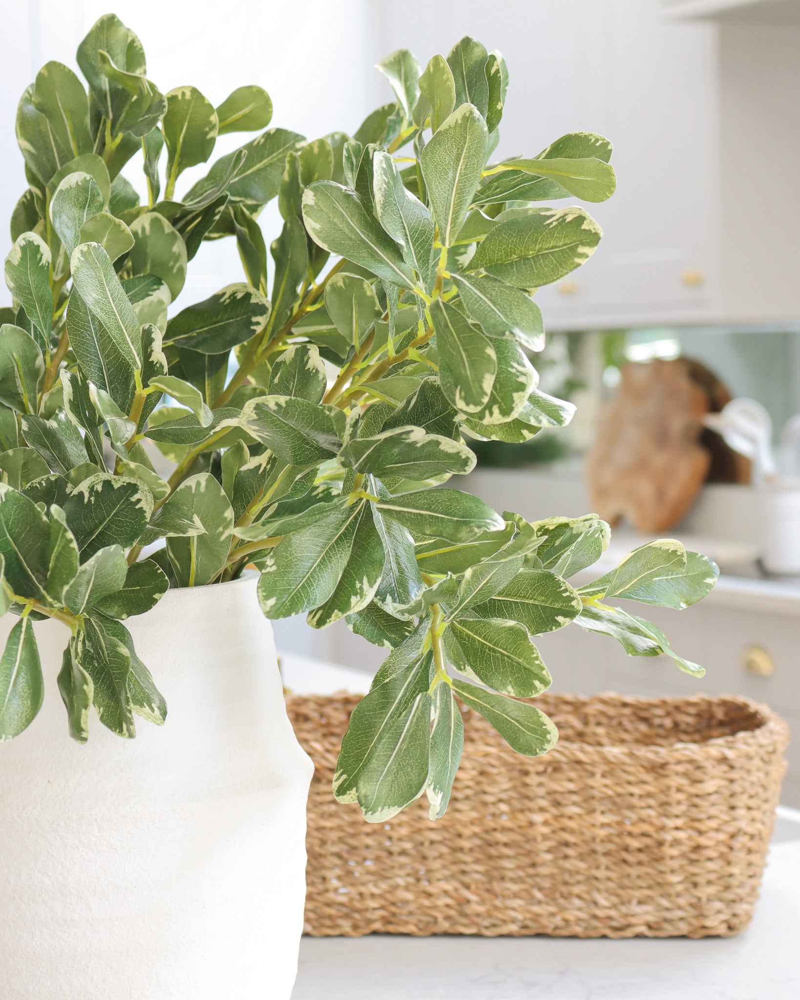 Variegated Green Pittosporum