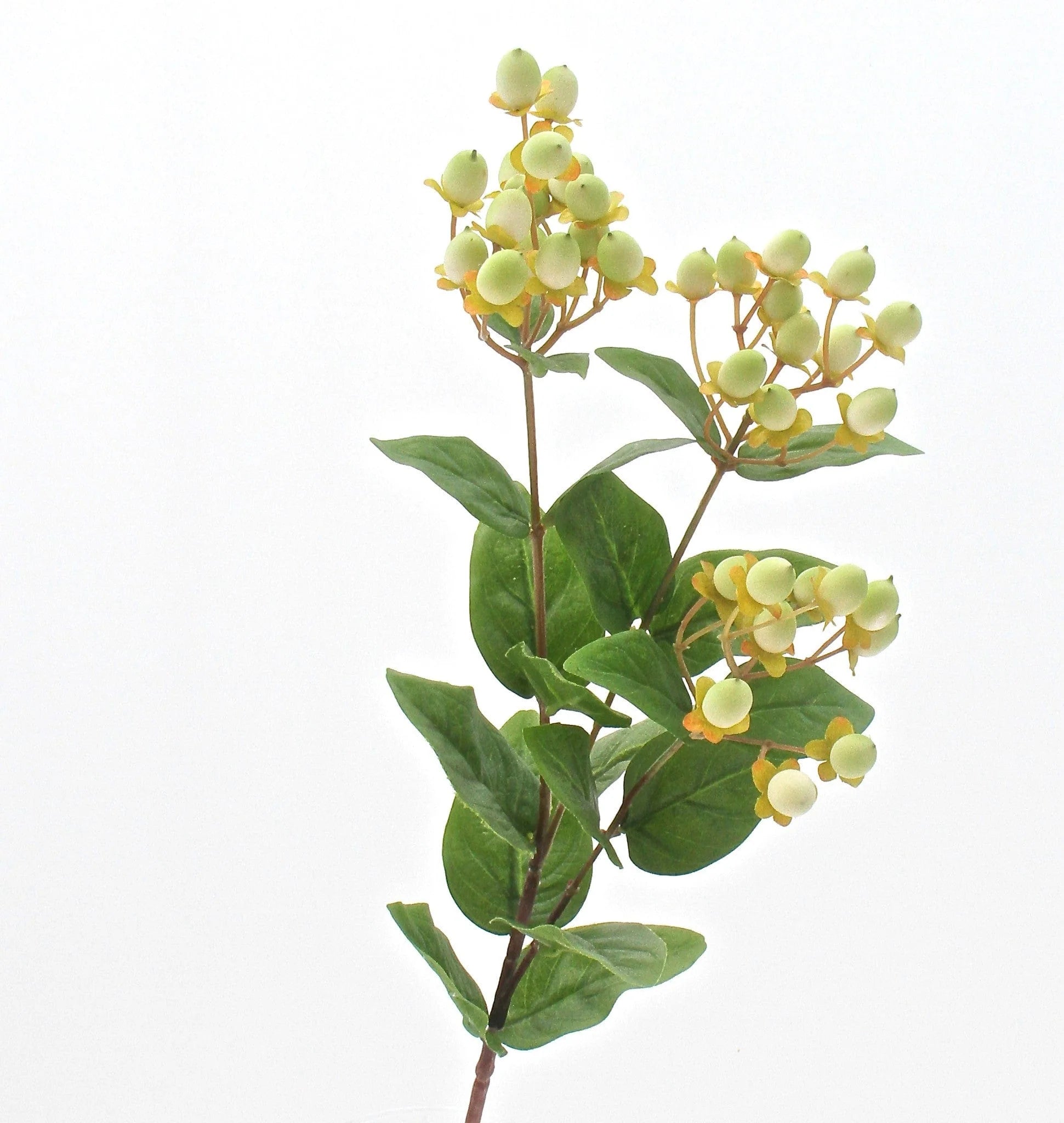 Green Hypericum Berry Spray