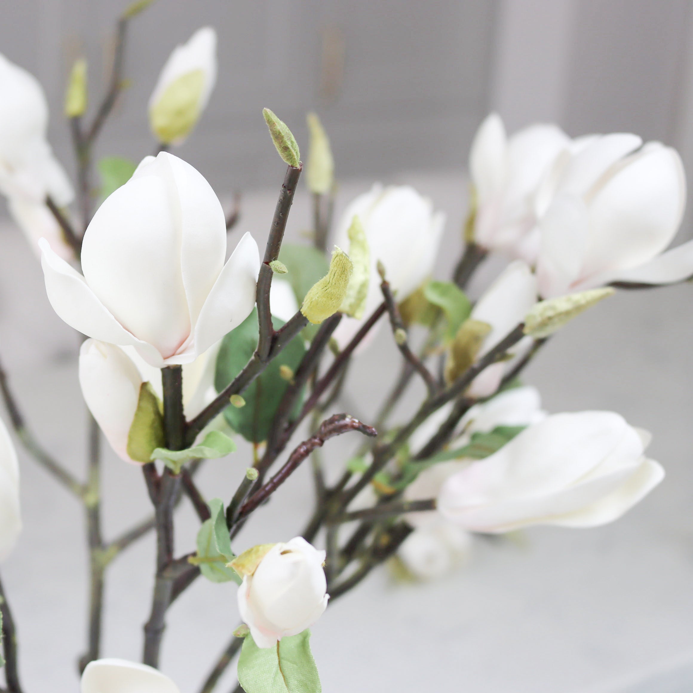 White Magnolia Branch