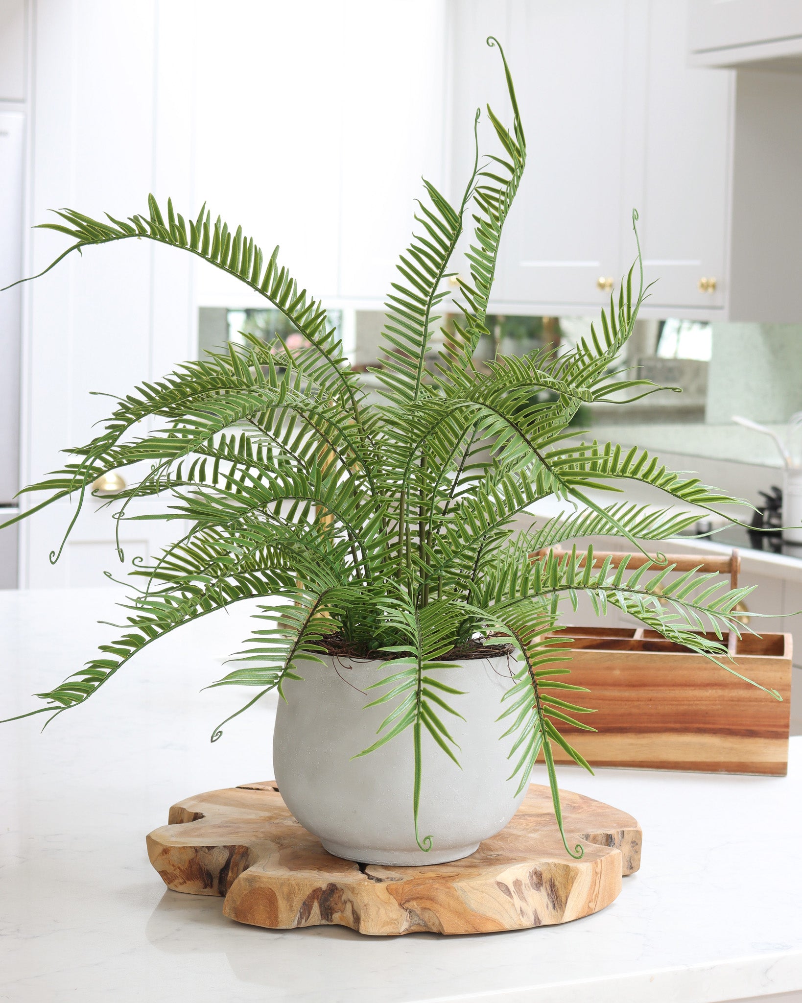 Boston Potted Fern