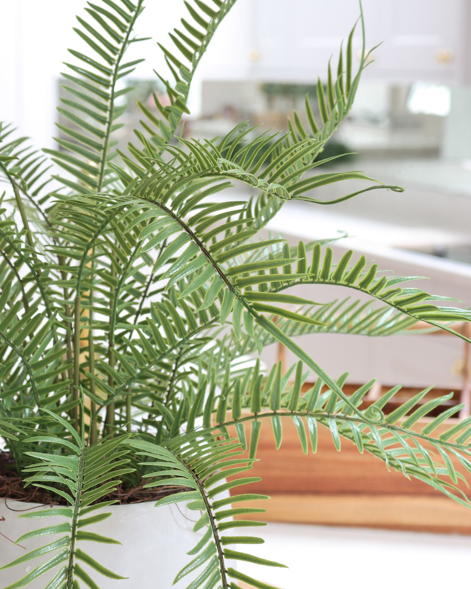 Boston Potted Fern