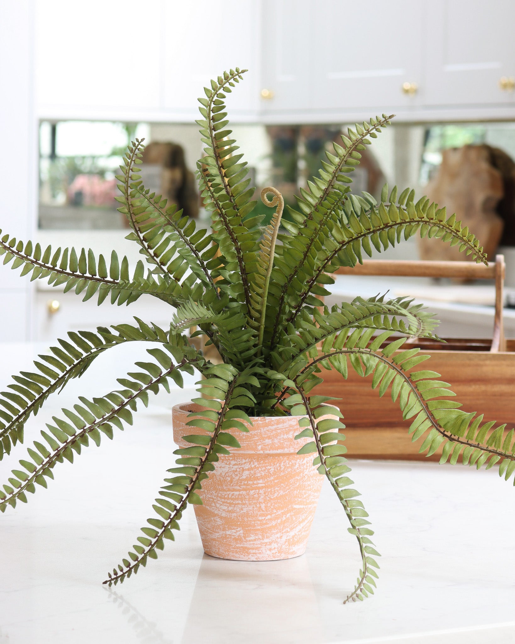 Small Potted Fern
