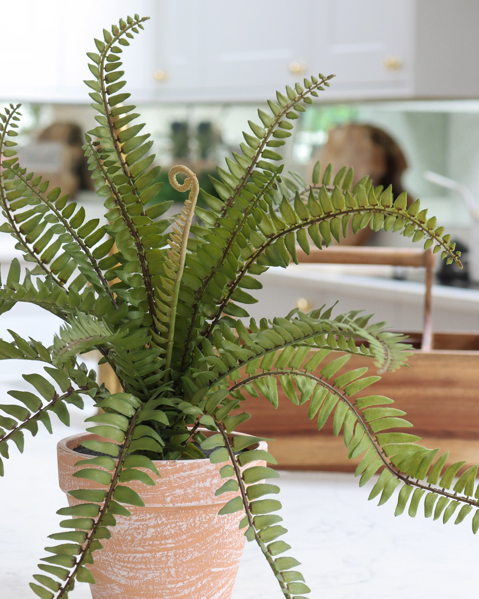 Small Potted Fern