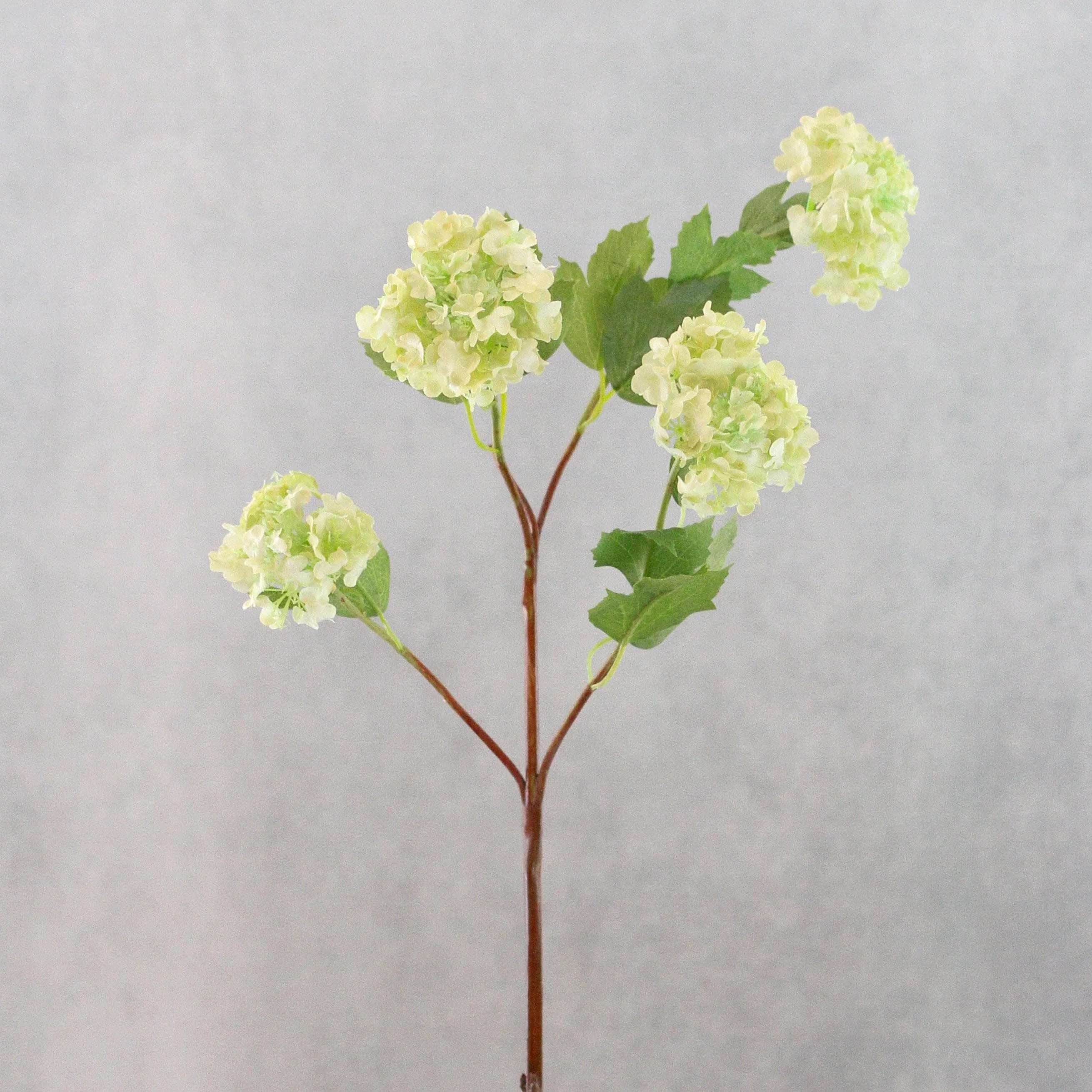 Green Viburnum