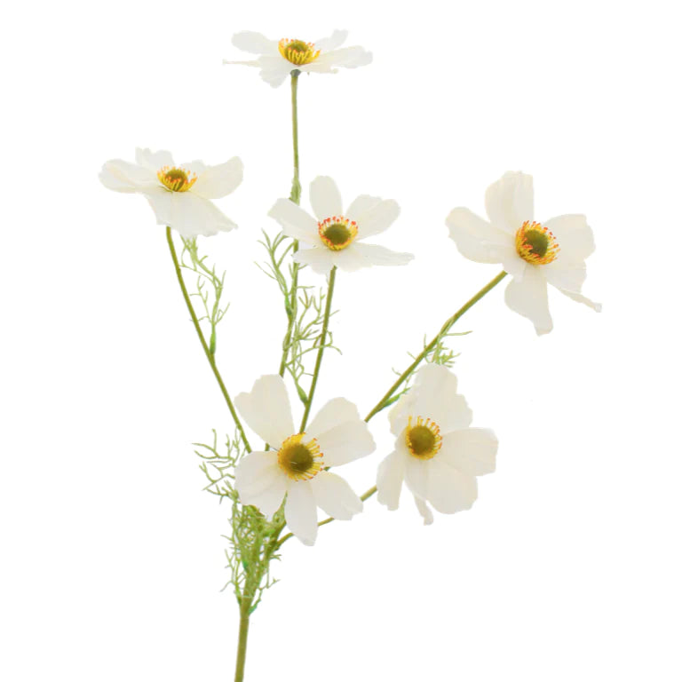 White Cosmos