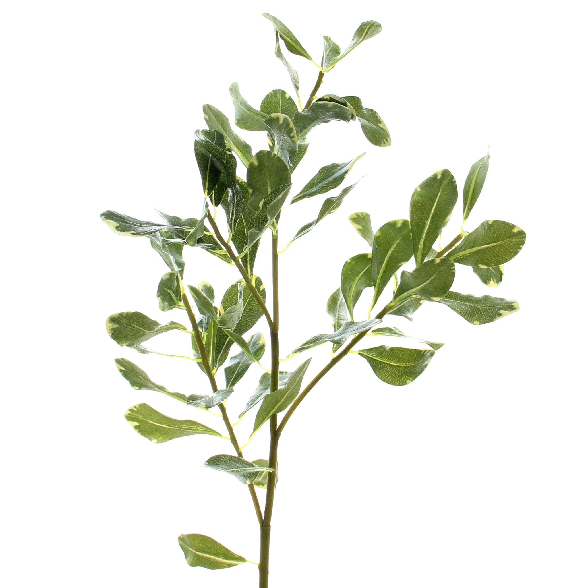 Variegated Green Pittosporum