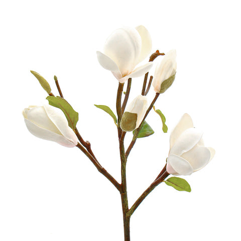 White Magnolia Branch