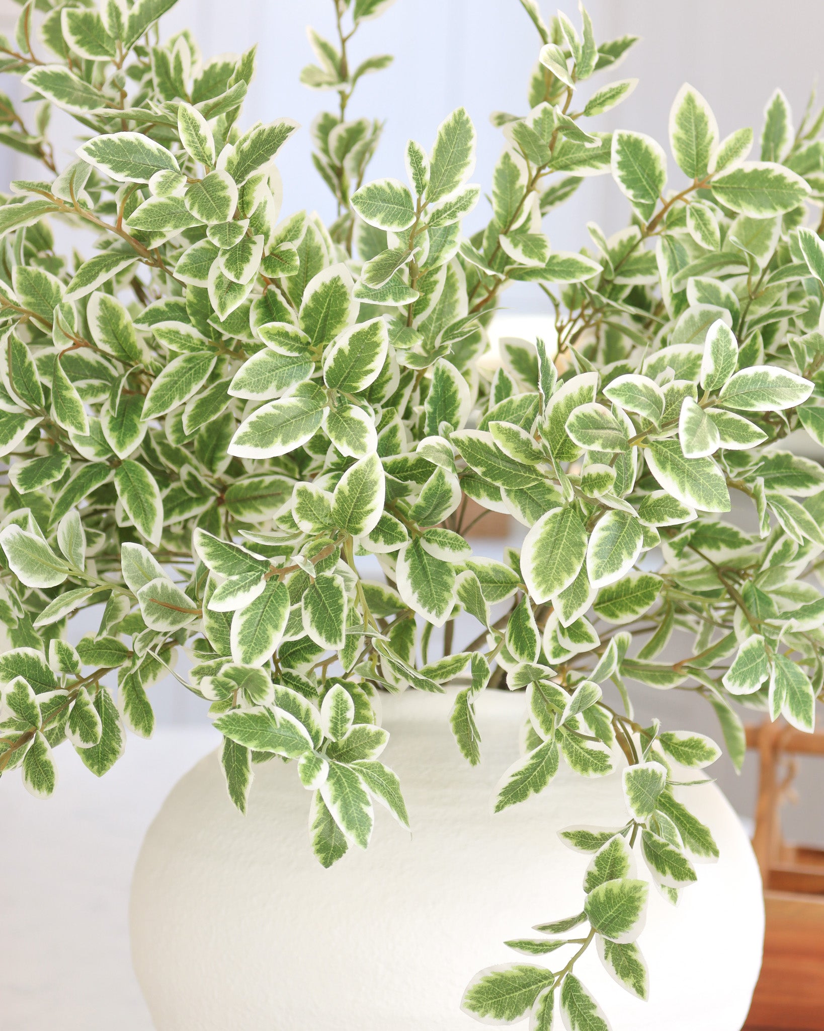 Variegated pittosporum deals