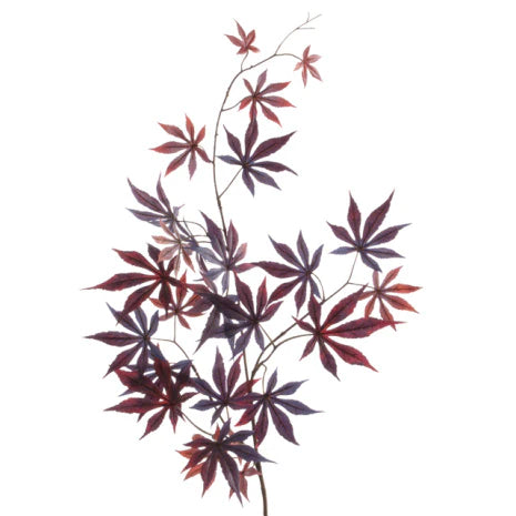 Japanese Maple Leaf