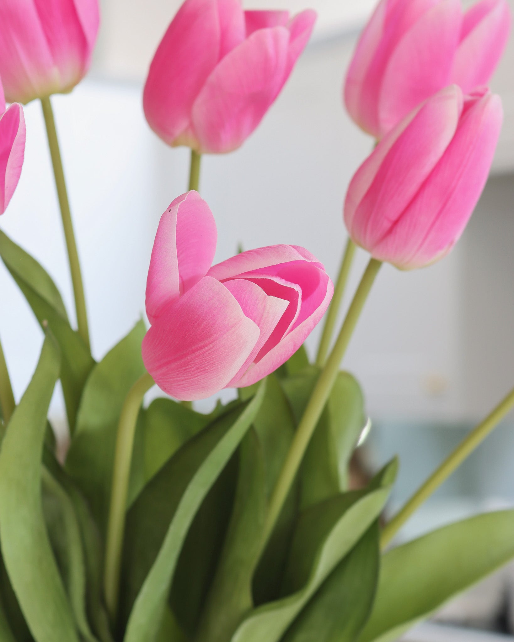 Portobello Pink Tulip